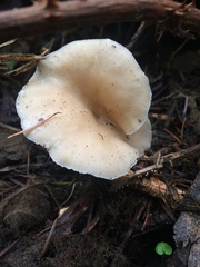 Clitocybe salmonilamella