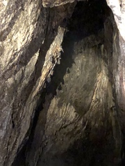 Hipposideros armiger terasensis