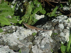 Urosaurus auriculatus