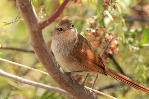 Rusty-fronted Canastero (Asthenes ottonis), photo 5