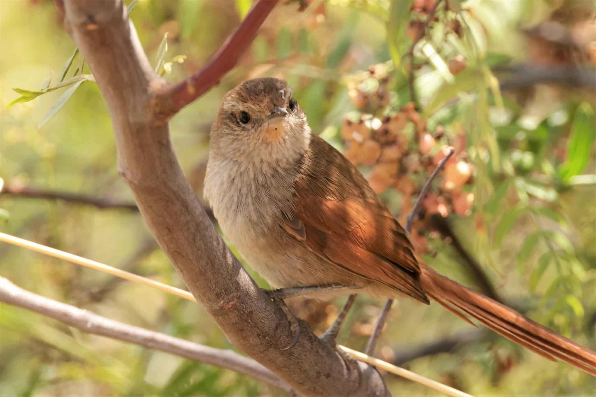 Rusty-fronted Canastero (Asthenes ottonis), photo 6