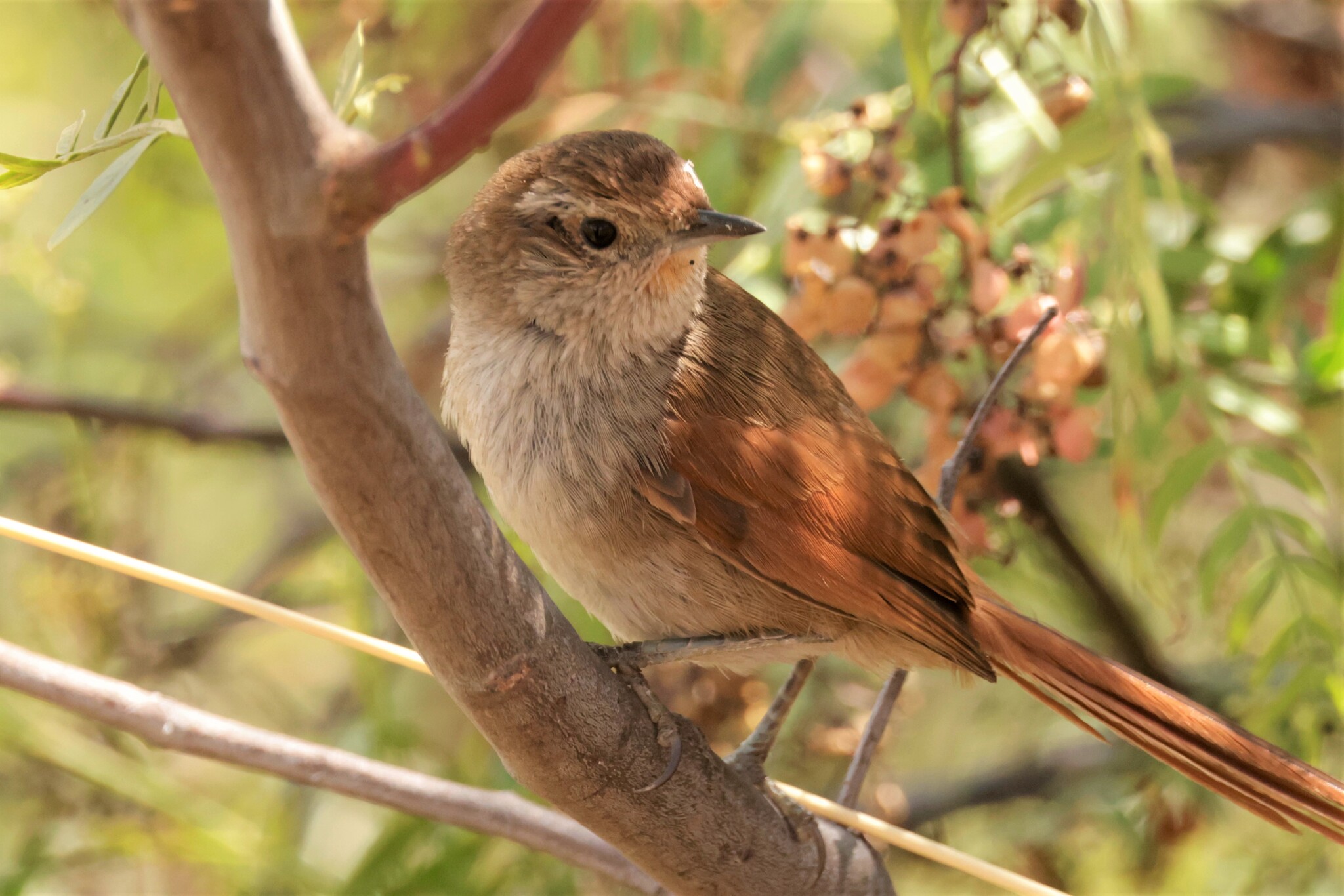 Rusty-fronted Canastero (Asthenes ottonis), photo 7