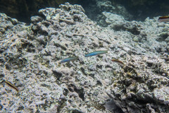 Ptereleotris monoptera