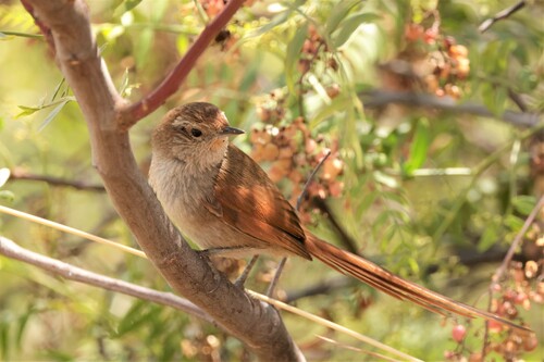 Rusty-fronted Canastero (Asthenes ottonis), photo 8