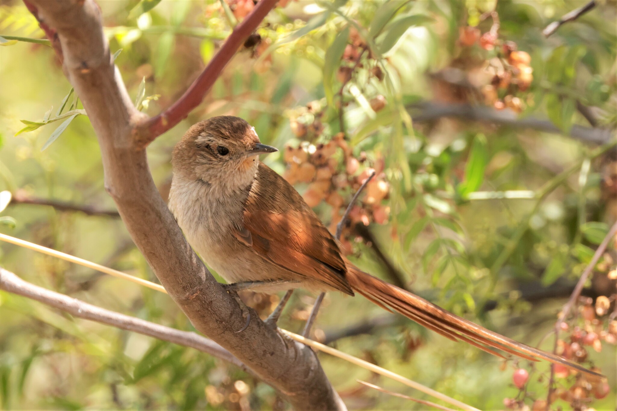 Rusty-fronted Canastero (Asthenes ottonis), photo 8