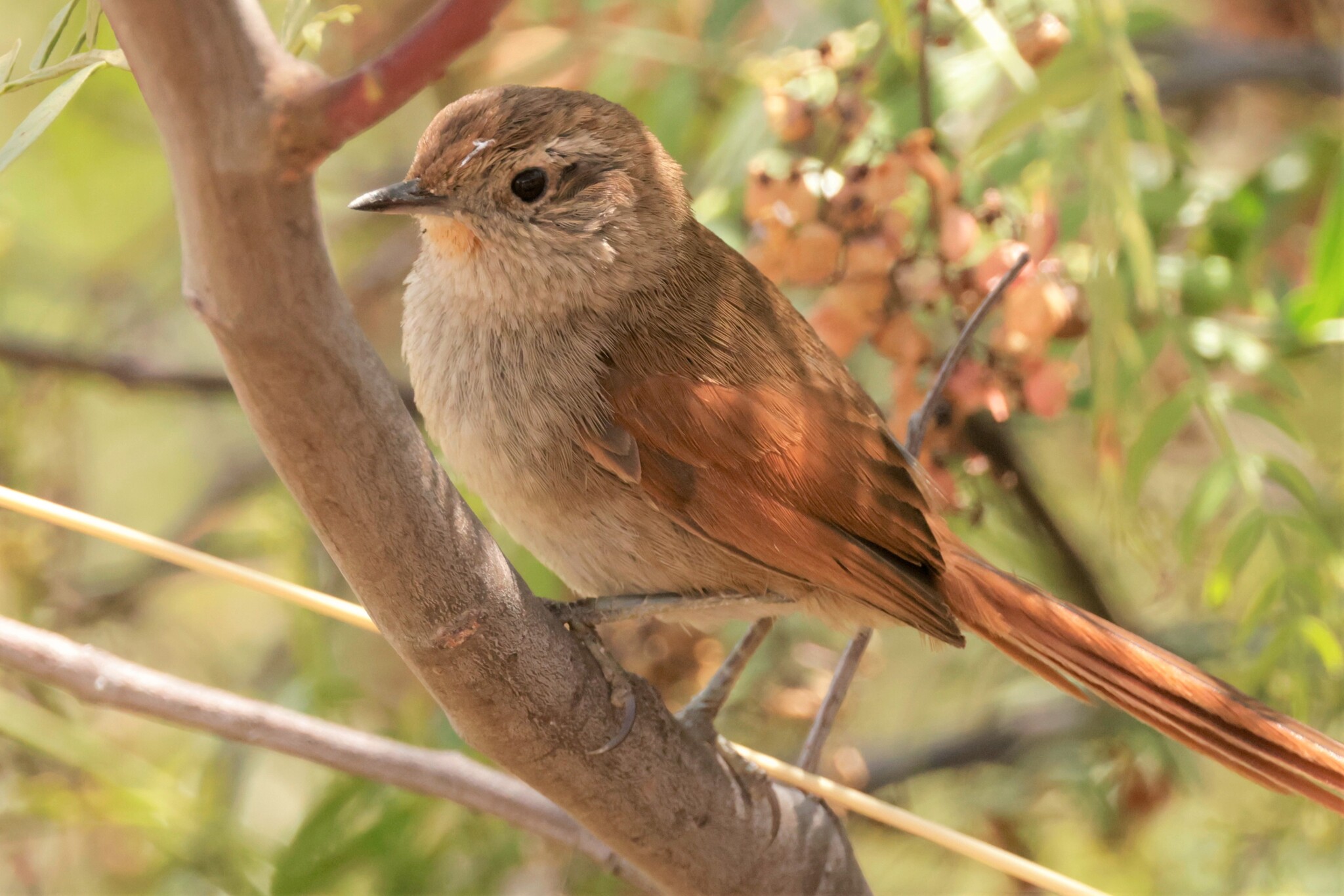 Rusty-fronted Canastero (Asthenes ottonis), photo 9