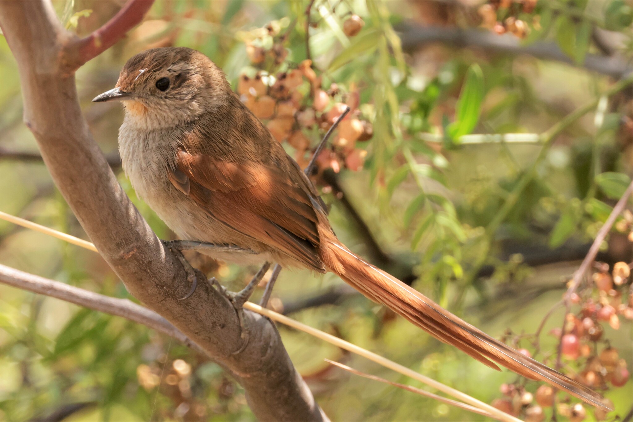 Rusty-fronted Canastero (Asthenes ottonis), photo 10