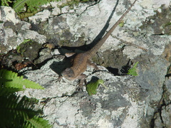 Urosaurus auriculatus