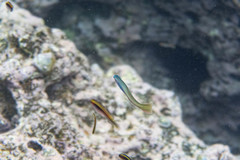 Ptereleotris monoptera