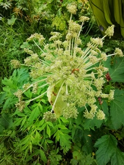 Angelica ursina