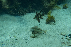 Upeneichthys