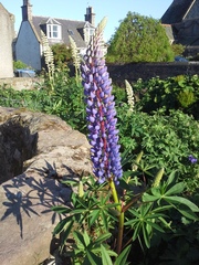 Lupinus × regalis