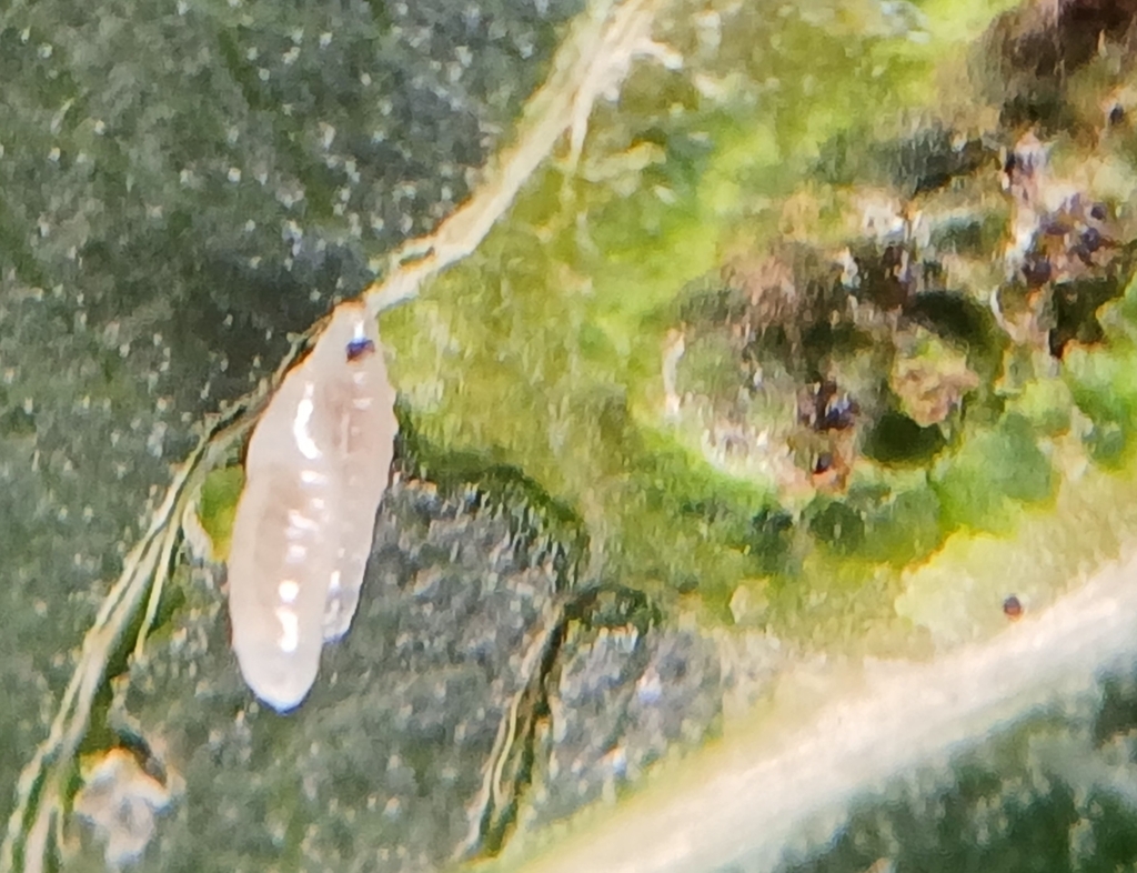 Euphranta toxoneura