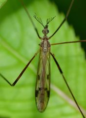 Gynoplistia inconjuncta