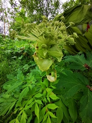 Angelica ursina