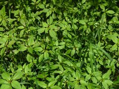 Gynoplistia inconjuncta