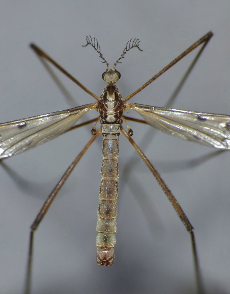 Gynoplistia inconjuncta