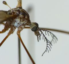 Gynoplistia inconjuncta