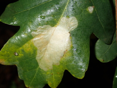 Tischeria ekebladella