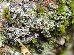 Hyperphyscia plinthiza