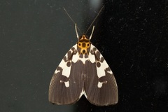 Asota kinabaluensis