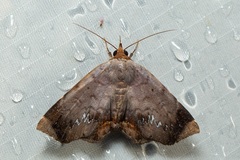 Mecodina albodentata