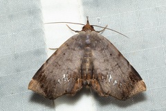 Mecodina albodentata