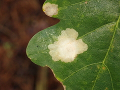 Tischeria ekebladella