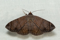 Mecodina lanceola