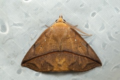 Heterospila fulgurea