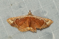 Corgatha viridicinctalis