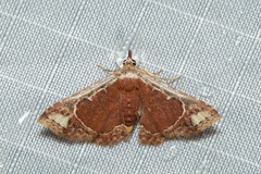 Corgatha viridicinctalis