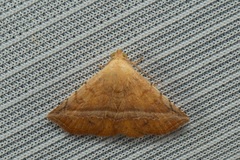 Eublemma crassiuscula