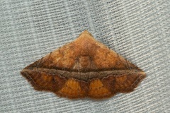 Eublemma crassiuscula