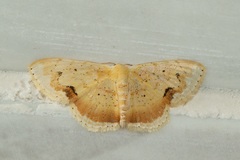 Scopula flavinsolata
