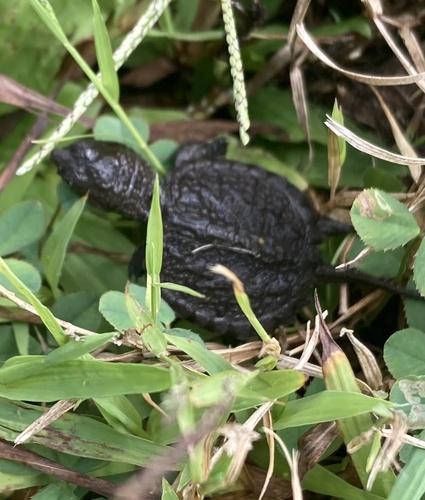 Snapping Turtle
