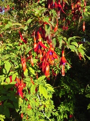 Fuchsia magellanica