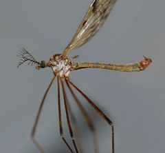 Gynoplistia inconjuncta