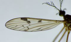 Gynoplistia inconjuncta
