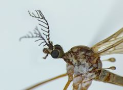 Gynoplistia inconjuncta