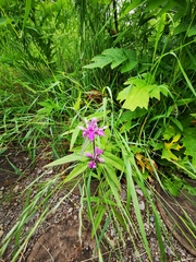 Stachys aspera
