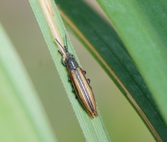 Eurispa vittata