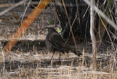 Drymodes brunneopygia