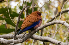 Eurystomus glaucurus suahelicus