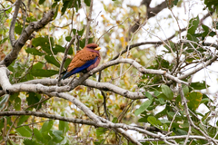 Eurystomus glaucurus suahelicus