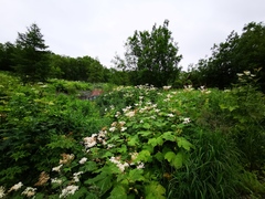 Filipendula camtschatica