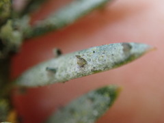 Calopadia subcoerulescens