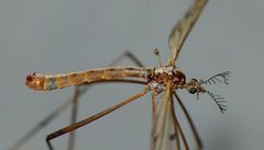 Gynoplistia inconjuncta