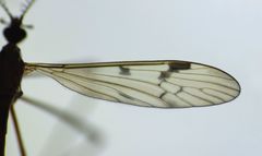 Gynoplistia inconjuncta