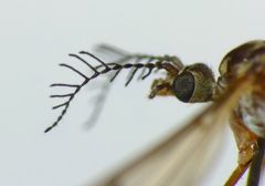 Gynoplistia inconjuncta